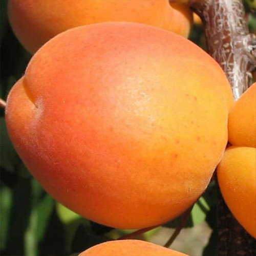 Саженцы абрикоса Луиза Бланк (привитый) - 2-летний Черновцы - изображение 1