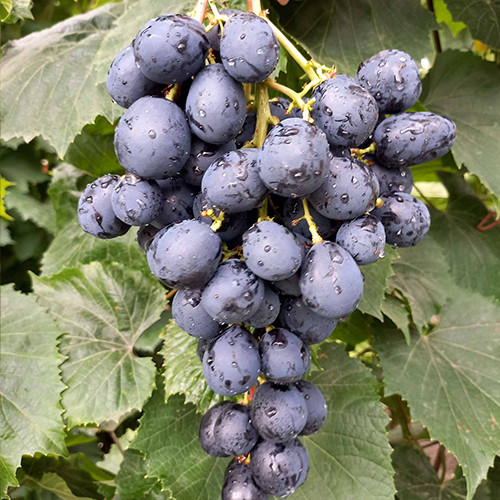 Саженцы винограда Ласточка (черенкованный) - 1-летний Черновцы - изображение 1