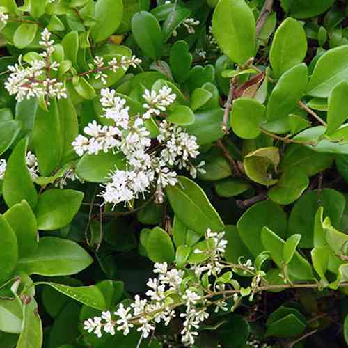 Саженцы бирючины Японская (черенкованный) - 2-летний Черновцы