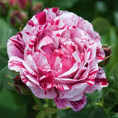 Саджанці троянд Фердинанд Пічард (привитий) - 2-річний Чернівці