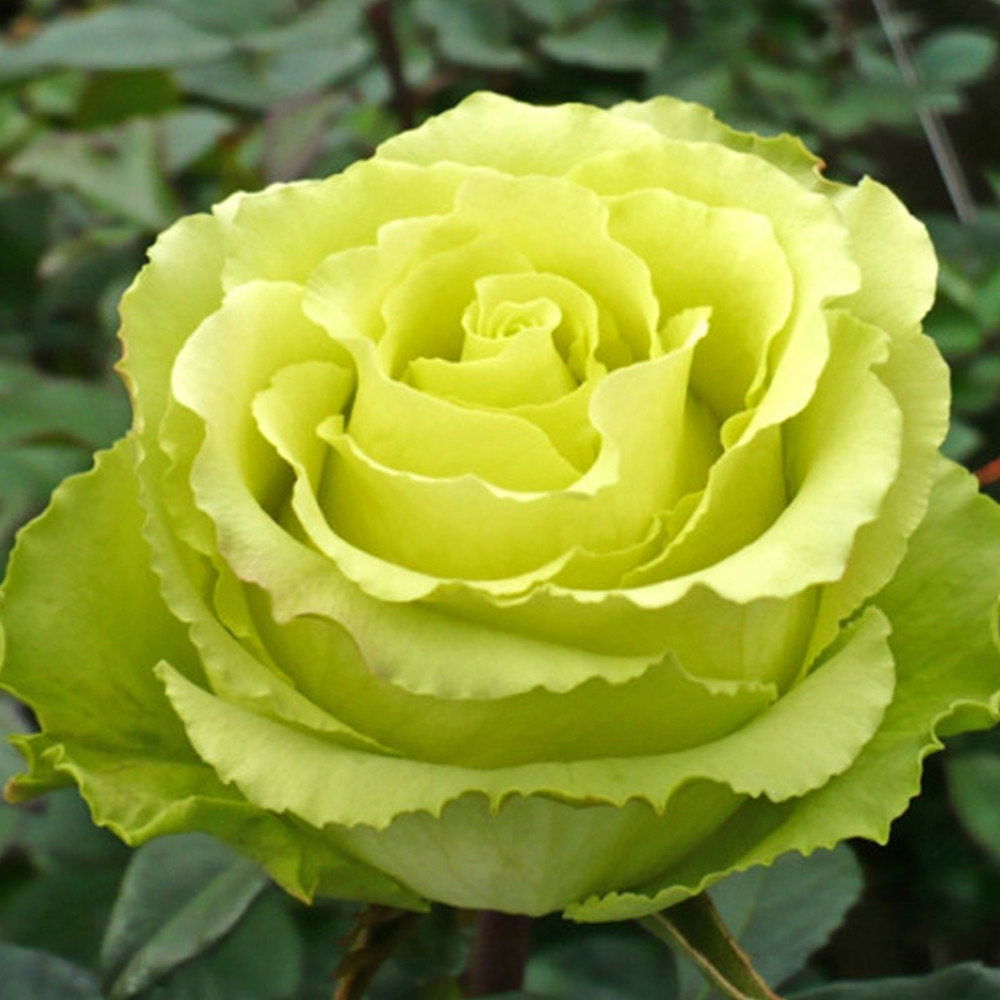 Саженцы чайно-гибридных роз Лимбо (привитый) Черновцы - изображение 1