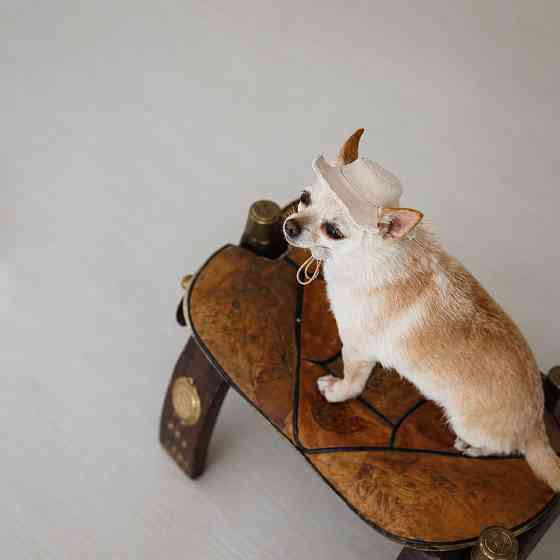 Панама Pet Fashion Gold для собак M Київ