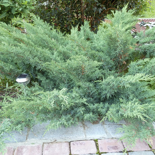 Саженцы можжевельника Сизая (черенкованный) - 3-летний Черновцы - изображение 1