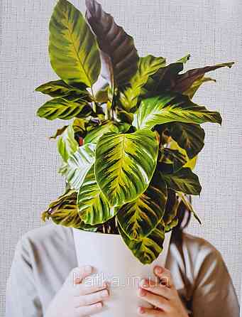 Шпалери вінілові на флізеліні гарячого тиснення DU&KA 1.06х10 вензель основа під штукатурку сірі коричневі Київ