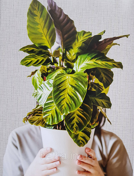 Шпалери вінілові на флізеліні гарячого тиснення DU&KA 1.06х10 вензель основа під штукатурку сірі коричневі Київ - фото 1