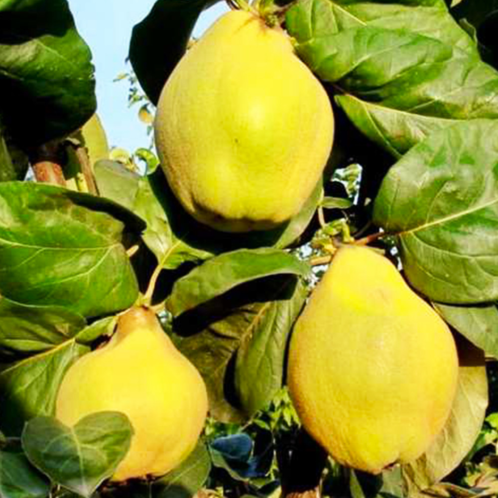 Саджанці айви Аврора (привитий) - 2-річний Чернівці - фото 1