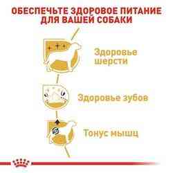Royal Canin Poodle Adult (Роял Канін Пудель Едалт) сухий корм для дорослих собак породи пудель від 10 місяців Запоріжжя