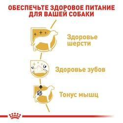 Royal Canin Poodle Adult (Роял Канін Пудель Едалт) сухий корм для дорослих собак породи пудель від 10 місяців Запоріжжя - фото 3
