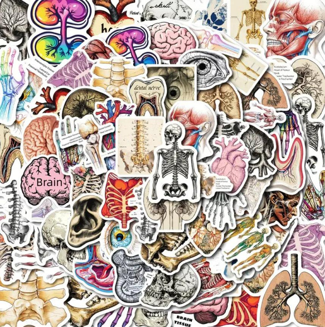 Медицинские анатомические наклейки 