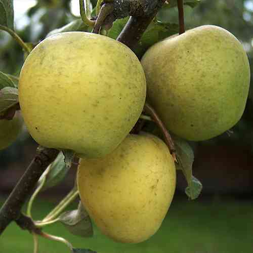 Саженцы яблони Питмастон (привитый) - 2-летний Черновцы