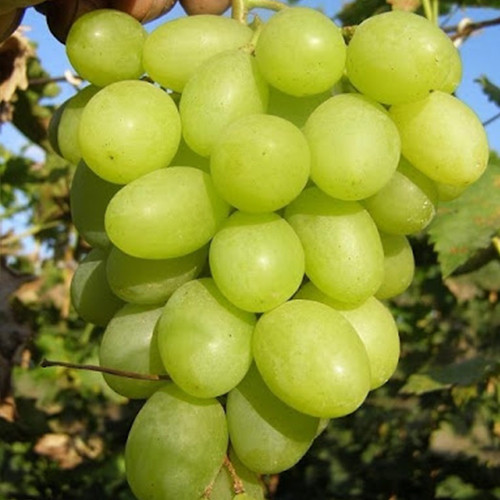 Саженцы винограда Белая Скала (черенкованный) - 1-летний Черновцы - изображение 1