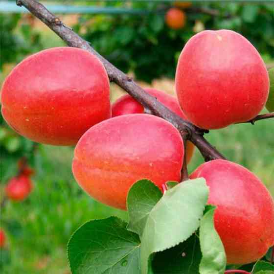 Саджанці абрикоса Ерлі Блаш (привитий) - 1-річний Чернівці