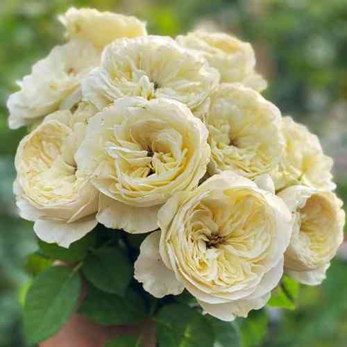 Саджанці троянд Вайт Вувузела (привитий) - 2-річний Чернівці