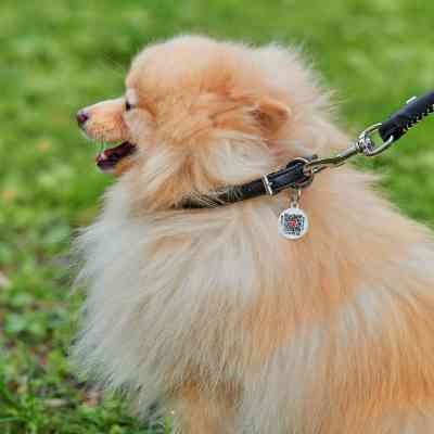 Ошейник для животных WAUDOG Soft с QR паспортом круглый Д 10 мм Д 39-47 см черный (01581) Винница