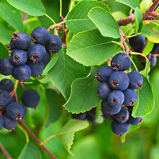 Саджанці ірги Форестбург (привитий) - 2-річний Чернівці