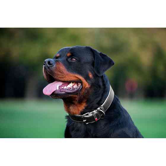 Нашийник для собак шкіряний WAUDOG Soft з QR паспортом, Ш 25 мм, Дов 38-49 см чорний Коломыя