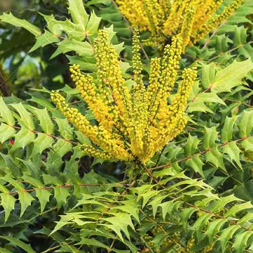 Саженцы магонии Японская (черенкованный) - 2-летний Черновцы