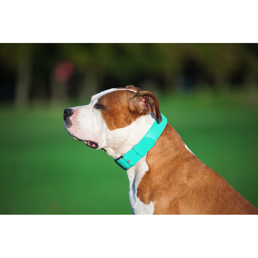 Нашийник для собак шкіряний WAUDOG Glamour з QR паспортом, без прикрас, L, Ш 25 мм, Дов 38-49 с Коломыя - изображение 7