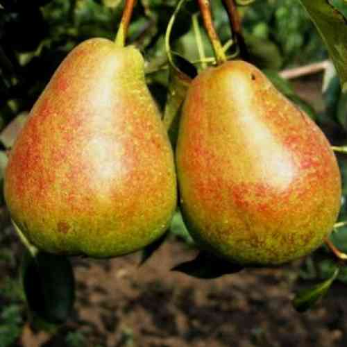 Саджанці груші Таврійська (привитий) - 1-річний Чернівці