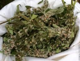 Пустирнік лікарський (Пустырник лекарственный) 100г master sem Киев - изображение 3