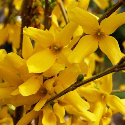 Саженцы форзиции Выходной (черенкованный) - 2-летний Черновцы - изображение 1