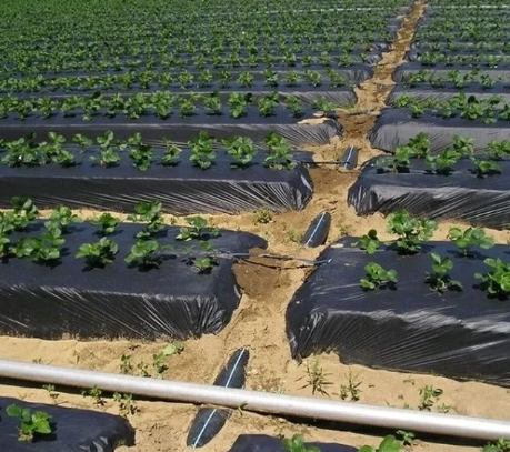 Мульча 30 мкм Shadow 1м*10 м плівка для мульчування ґрунту з перфорацією пакетована Дніпро - фото 7