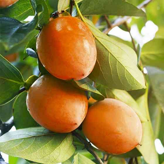 Саженцы хурмы Колхозница (привитый) - 1-летний Черновцы