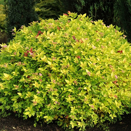 Саженцы спиреи Золотой Курган (черенкованный) - 2-летний Черновцы - изображение 1