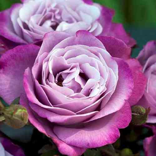 Саджанці троянд Дойче Велле (привитий) - 2-річний Чернівці