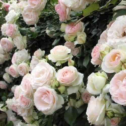 Саджанці троянд Палас Рояль (привитий) - 2-річний Чернівці