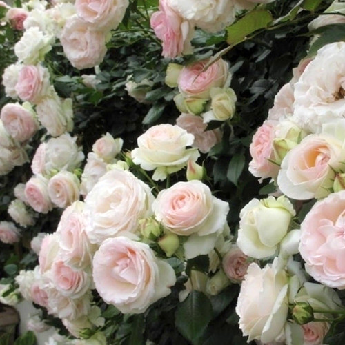 Саджанці троянд Палас Рояль (привитий) - 2-річний Чернівці - фото 1