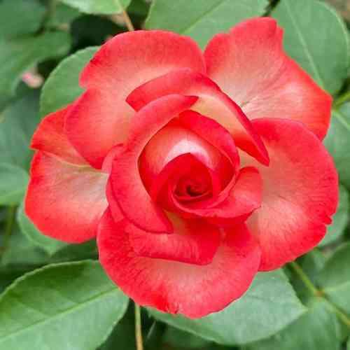 Саджанці троянд Світ Антік (привитий) - 2-річний Чернівці