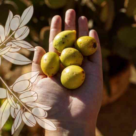 БИО-Флюид-выравниватель для ломких непослушных волос с Аргановым маслом Logona 75 мл Киев