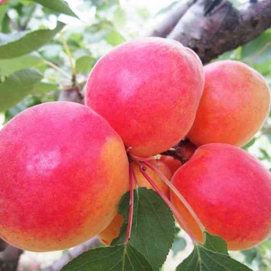 Саженцы абрикоса Робада (привитый) - 1-летний Черновцы