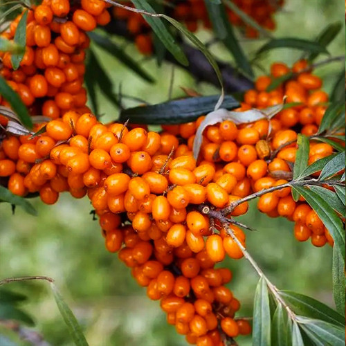 Саженцы облепихи Дора + Опылитель - 2-летний Черновцы - изображение 1