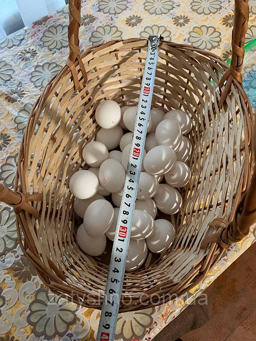 Корзина плетеная вместительная | корзина из лозы с высокими ручками |плетеная корзина Киев - изображение 4