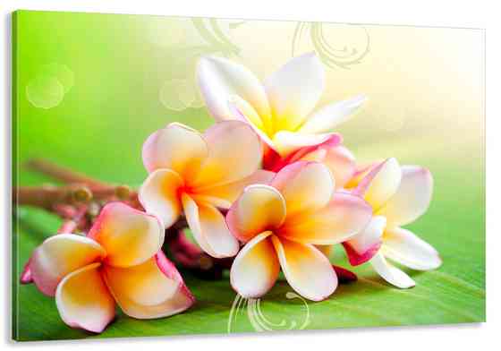 Картина холст в гостиную / спальню Плюмерія    MLP_96 80х160см Киев