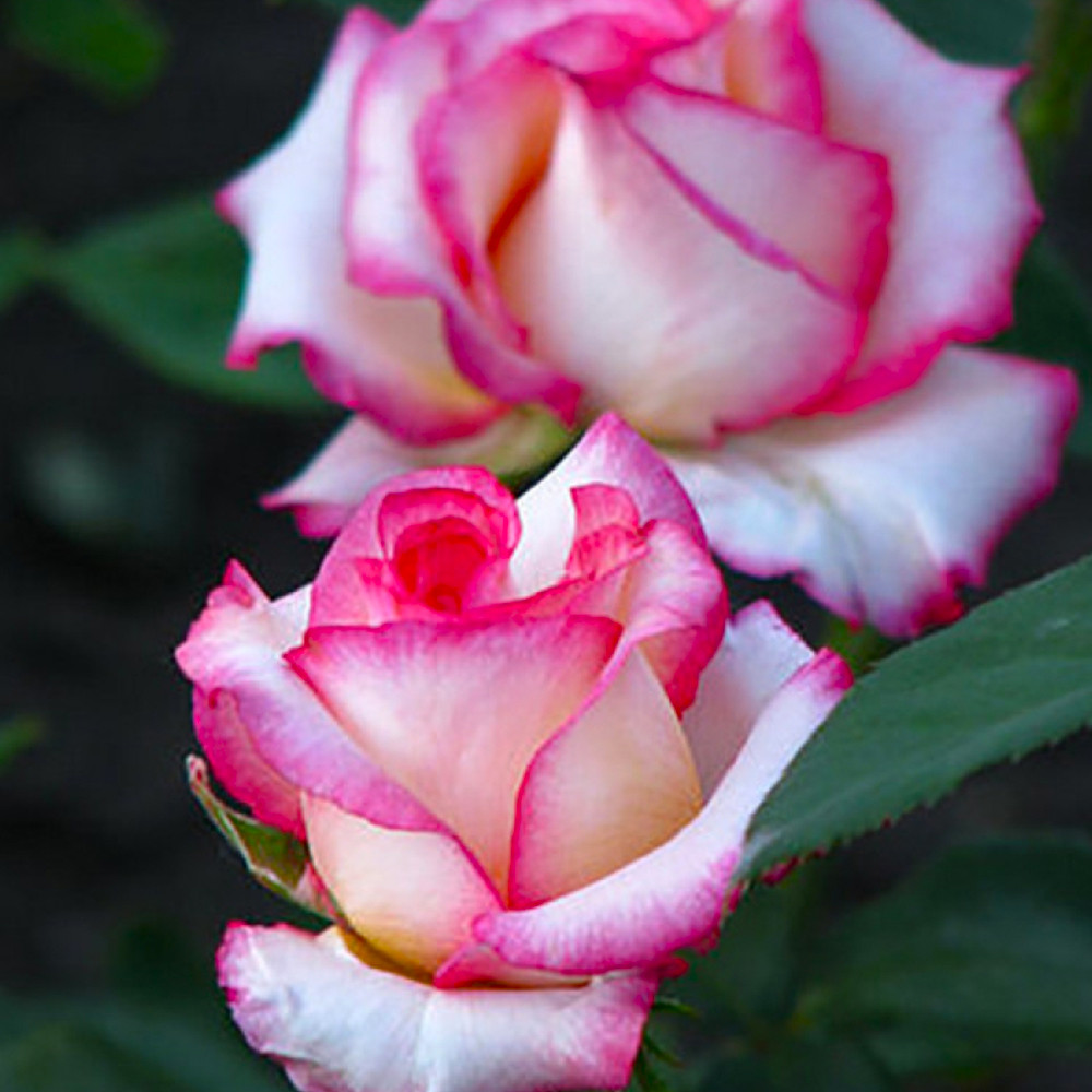 Саджанці чайно-гібридних троянд Белла Віта (привитий) Чернівці - фото 2