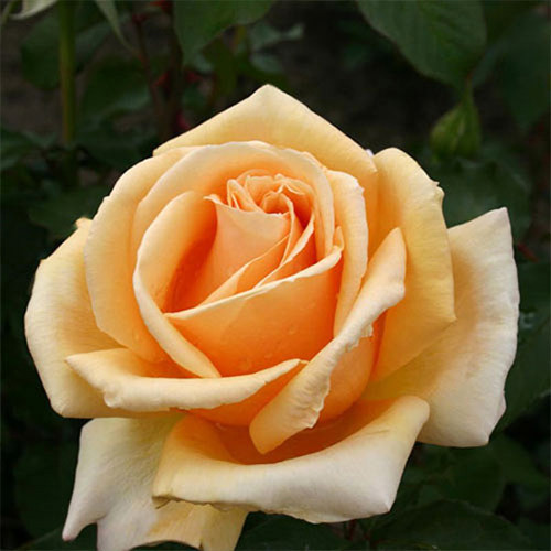 Саджанці троянд Лінда Беллінгем (привитий) - 2-річний Чернівці - фото 1