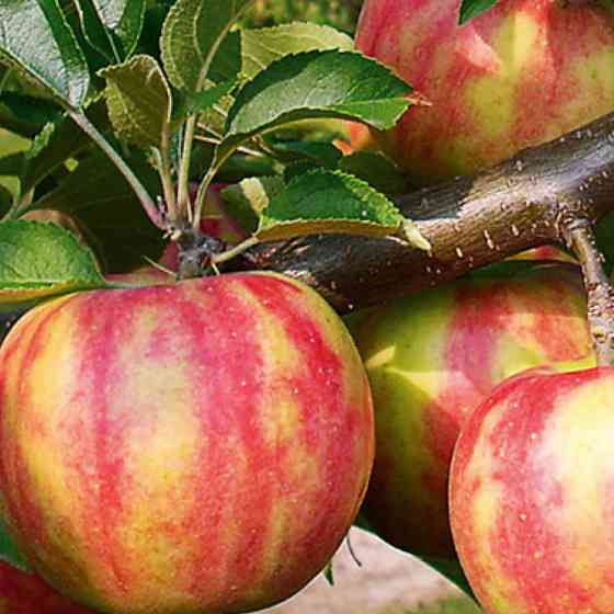 Саженцы яблони Карнавал (привитый) - 1-летний Черновцы