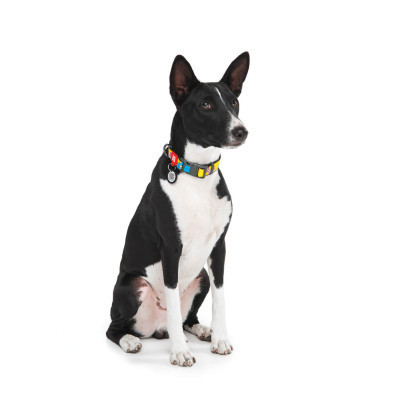 Ошейник для животных WAUDOG Nylon с QR паспортом "Рик и Морти 1" пластиковый фастекс XXL (284-0280) Винница - изображение 5