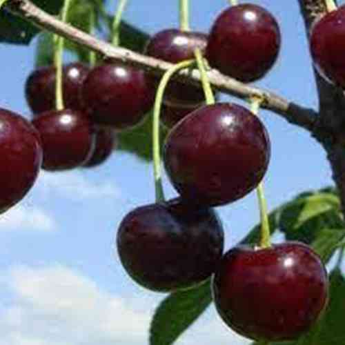 Саджанці вишні Міс Діор (привитий) - 1-річний Чернівці