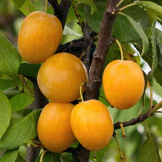 Саджанці сливи Золота Краплина (привитий) - 2-річний Чернівці