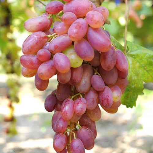 Саженцы винограда Виктор (черенкованный) - 2-летний Черновцы