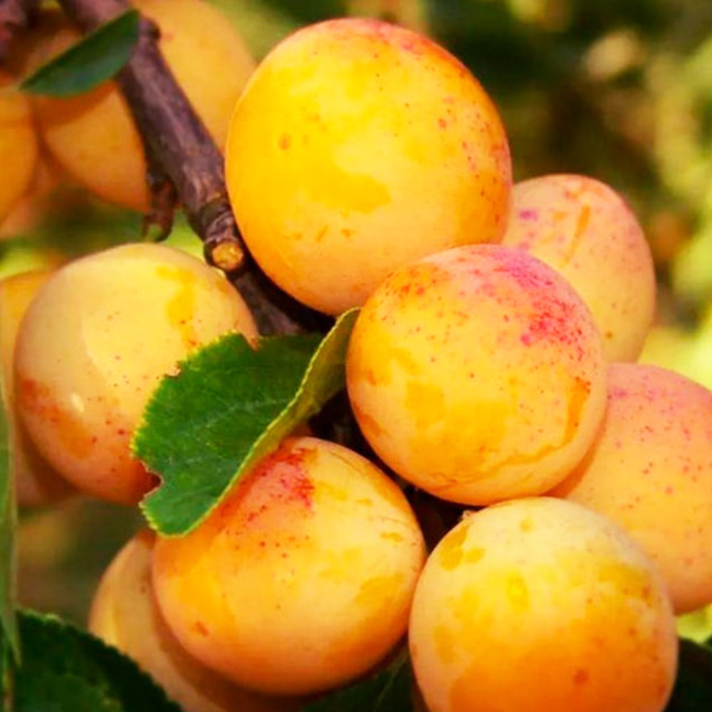 Саджанці колоновидної сливи Мірабелла (привитий) Чернівці - фото 1