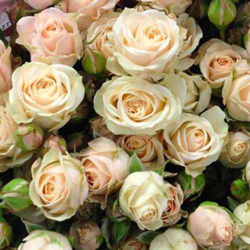 Саженцы бордюрных роз Яна (привитый) Черновцы