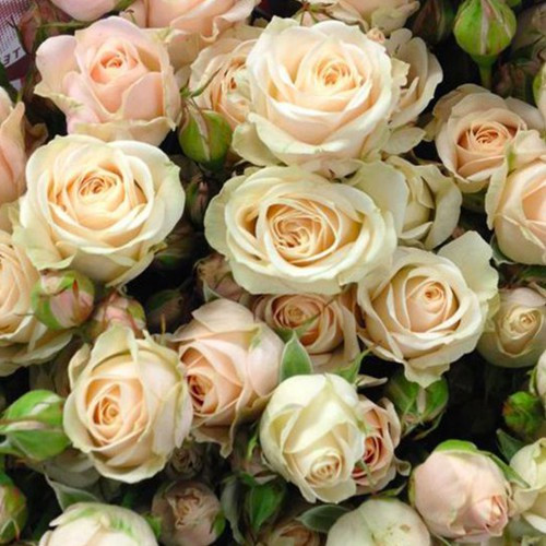 Саджанці бордюрних троянд Яна (привитий) Чернівці - фото 3