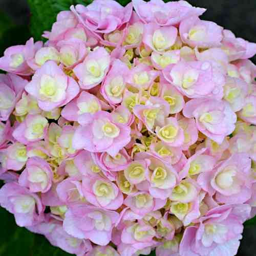 Саджанці гортензії Нувола (черенкований) - 2-річний Чернівці