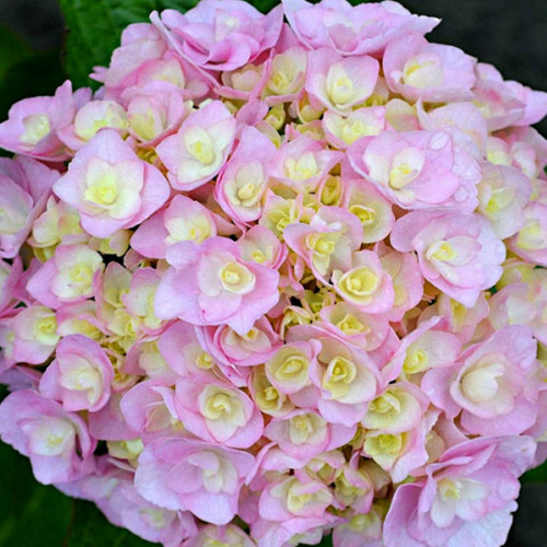 Саджанці гортензії Нувола (черенкований) - 2-річний Чернівці - фото 1