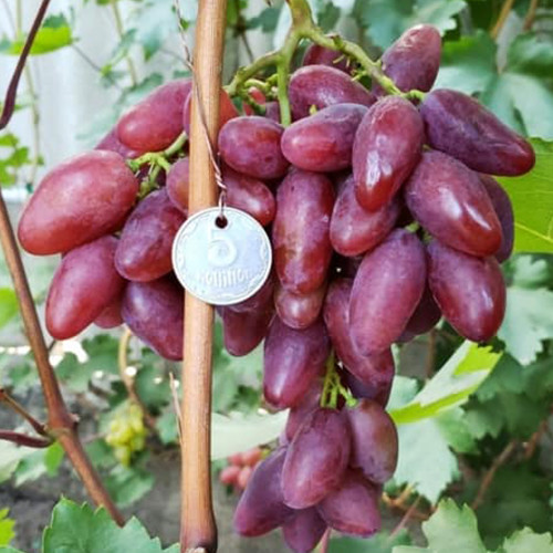 Саженцы винограда Журавчик Вишневый (черенкованный) - 1-летний Черновцы - изображение 1